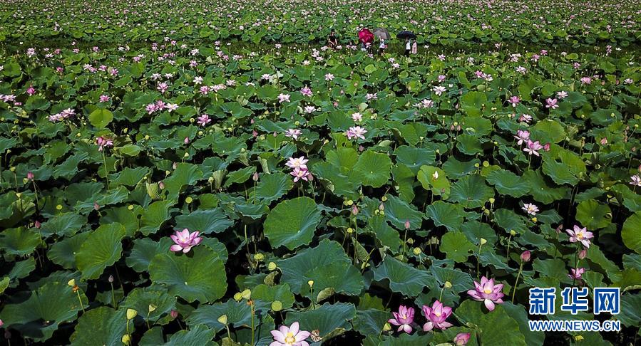 江西新余：荷花绽放引客来