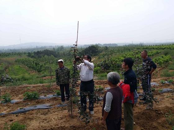 “互联网+农业”—— 青岛汇智泰助力水果种植产业链升级