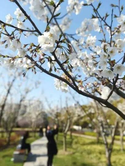 【旅游大文字】暖阳催樱开 2017赏樱攻略