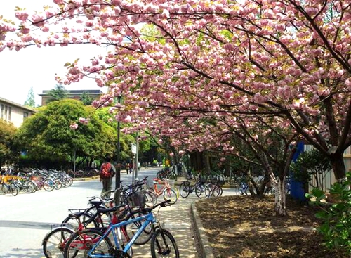 【旅游大文字】暖阳催樱开 2017赏樱攻略