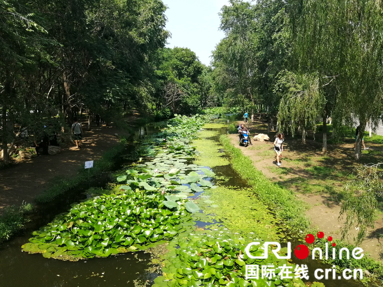 第四届浑河之夏莲花荷花节开幕