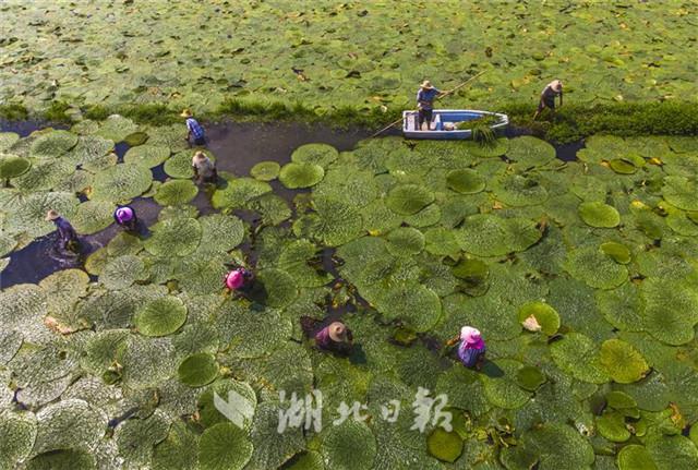 安陆：满畈芡实景无限