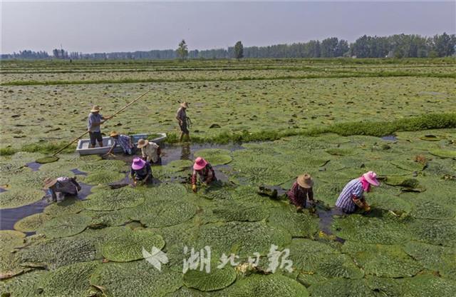 安陆：满畈芡实景无限