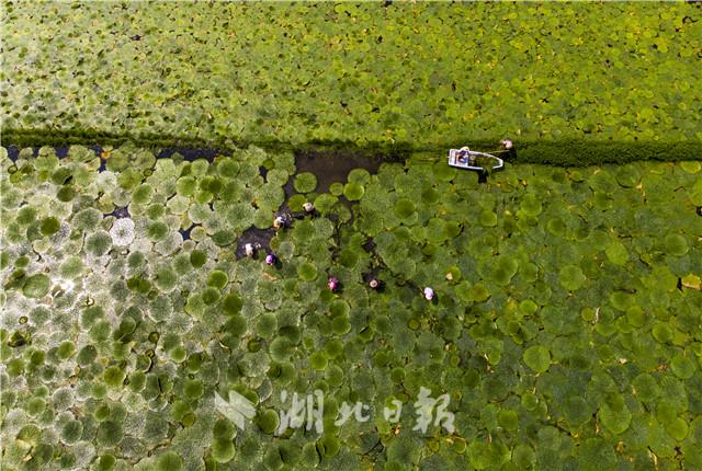 安陆：满畈芡实景无限