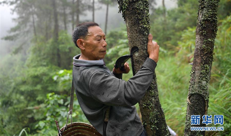 大山里的割漆手艺人