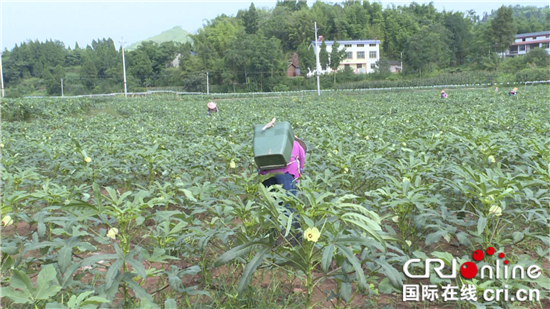 【区县联动】【大足】重庆大足回龙镇：探索产业发展新途径【内容页标题】重庆大足区回龙镇：企业主探索产业发展新途径 带领村民共同致富