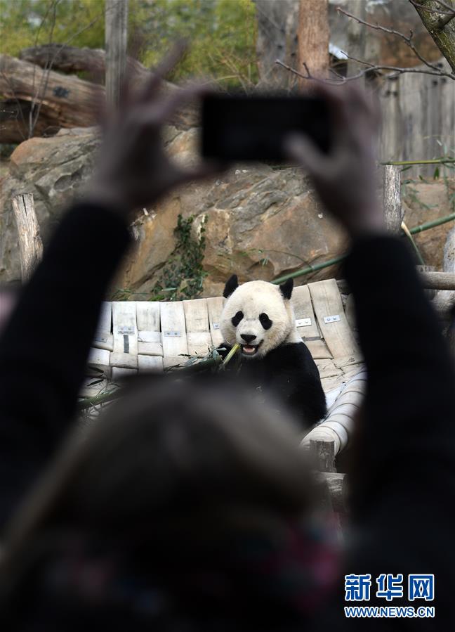 旅美大熊猫启程回国：搭乘波音777专机飞往成都