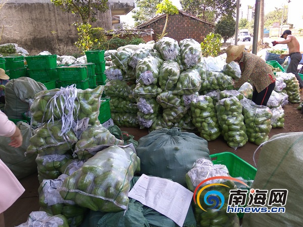 【食品农业图文列表】【即时快讯】【图片文尾】5毛钱一斤少人问津 海口永兴佛手瓜滞销盼客商