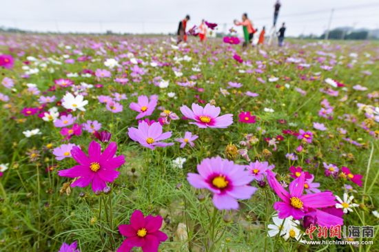 【琼岛先锋】【焦点图】海口70亩格桑花开春意浓 游客结伴赏花容