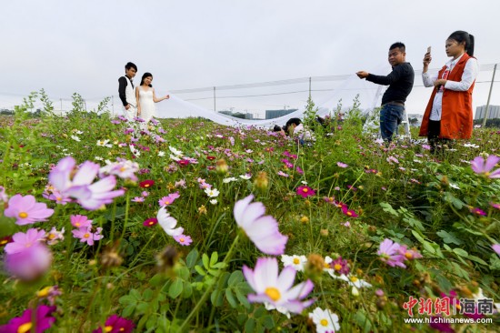 【琼岛先锋】【焦点图】海口70亩格桑花开春意浓 游客结伴赏花容