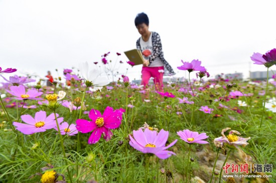 【琼岛先锋】【焦点图】海口70亩格桑花开春意浓 游客结伴赏花容