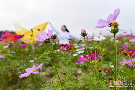 【琼岛先锋】【焦点图】海口70亩格桑花开春意浓 游客结伴赏花容