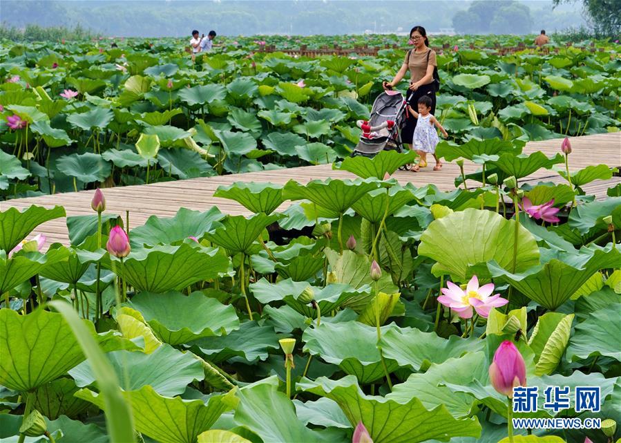 河北唐山：南湖夏日荷花相映红