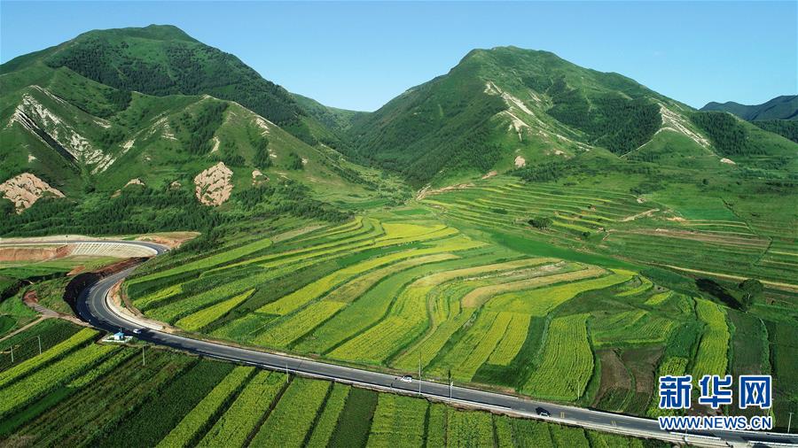 六盘山下 油菜花开扮靓美丽乡村