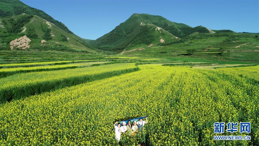 六盘山下 油菜花开扮靓美丽乡村