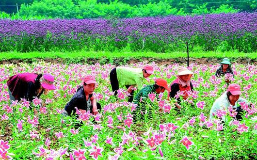 建美丽乡村助脱贫增收