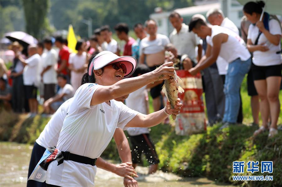 （滚动图/市州 铜仁）贵州玉屏：田间捉鱼欢