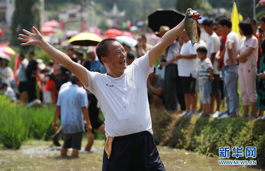 （滚动图/市州 铜仁）贵州玉屏：田间捉鱼欢