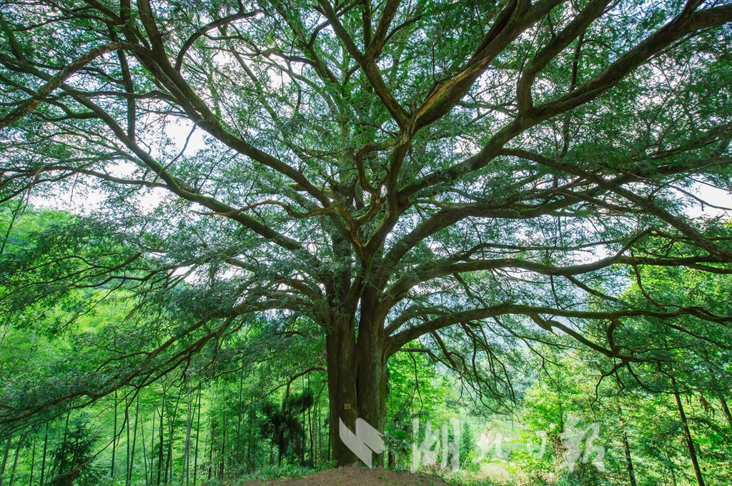 崇阳惊现古香榧树 历经千年仍硕果累累