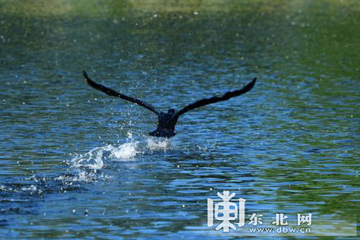 大兴安岭呼玛县城生态好候鸟竞相来安家