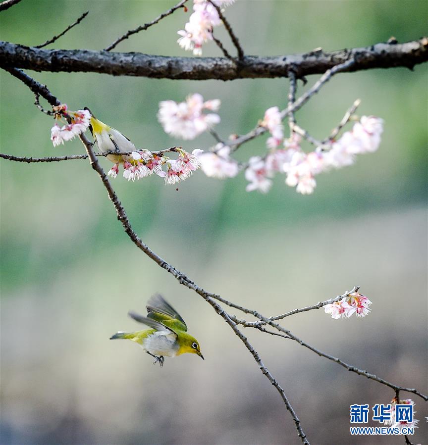 春鸟闹花枝