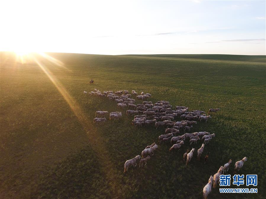 内蒙古西乌珠穆沁旗：皎皎白马奔驰草原