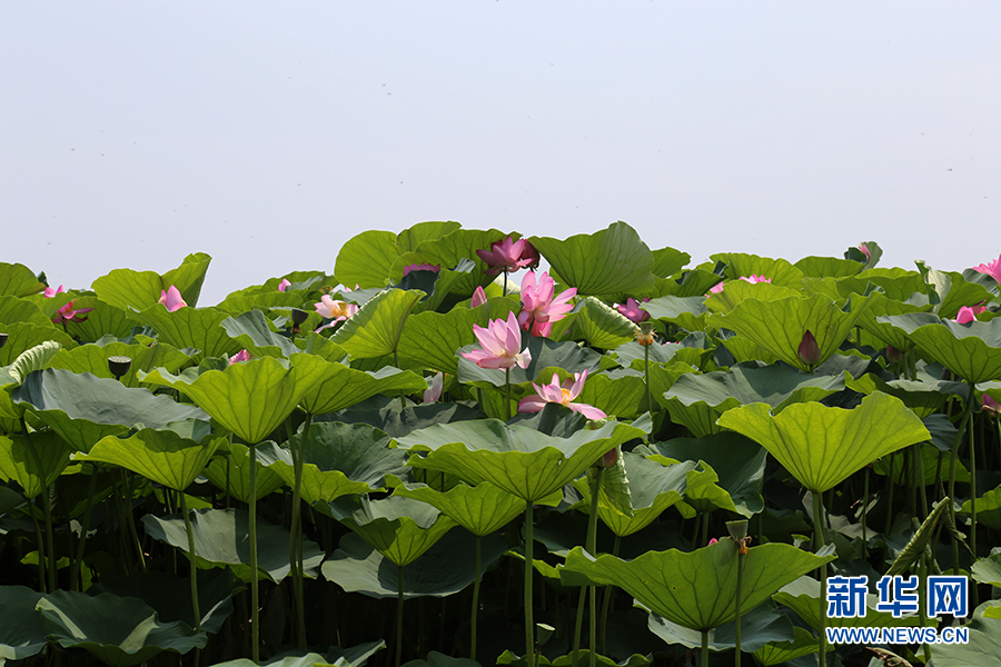 沈阳仙子湖：夏日赏荷正当时