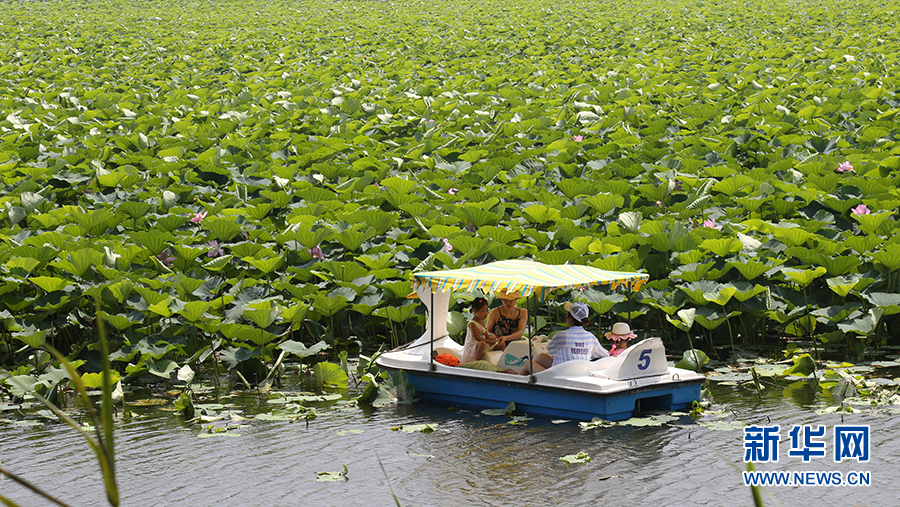 沈阳仙子湖：夏日赏荷正当时