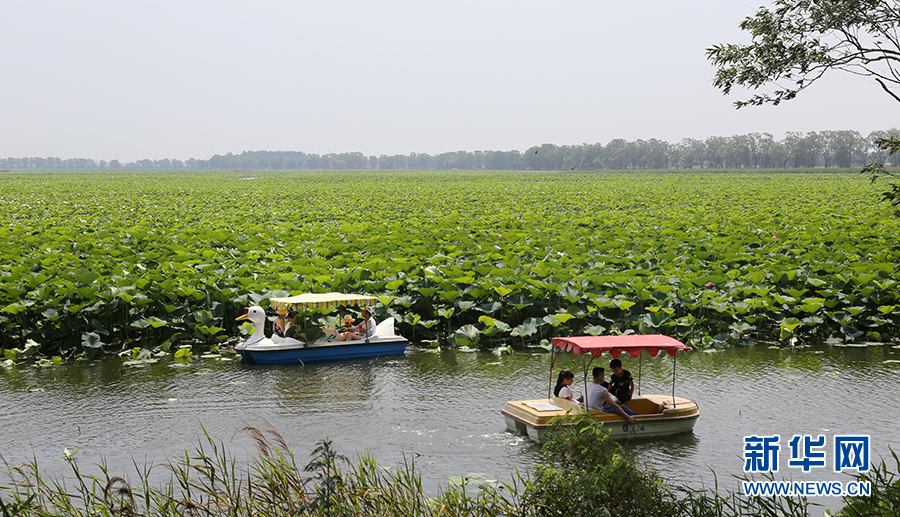 沈阳仙子湖：夏日赏荷正当时