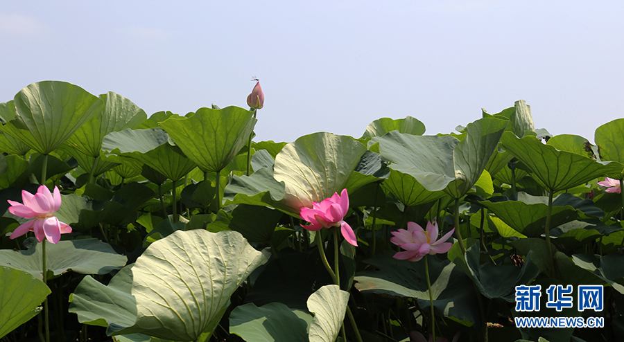 沈阳仙子湖：夏日赏荷正当时