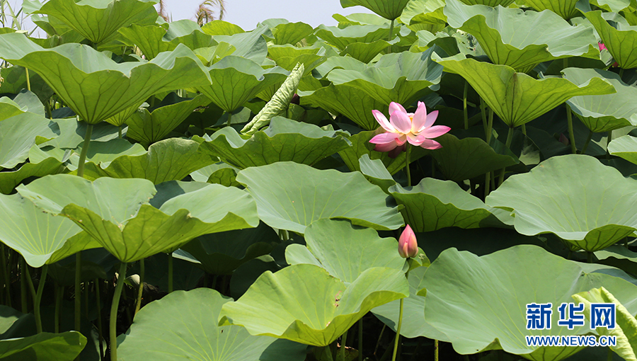 沈阳仙子湖：夏日赏荷正当时