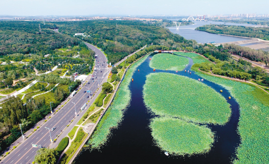 沈阳东湖荷花池美景如画