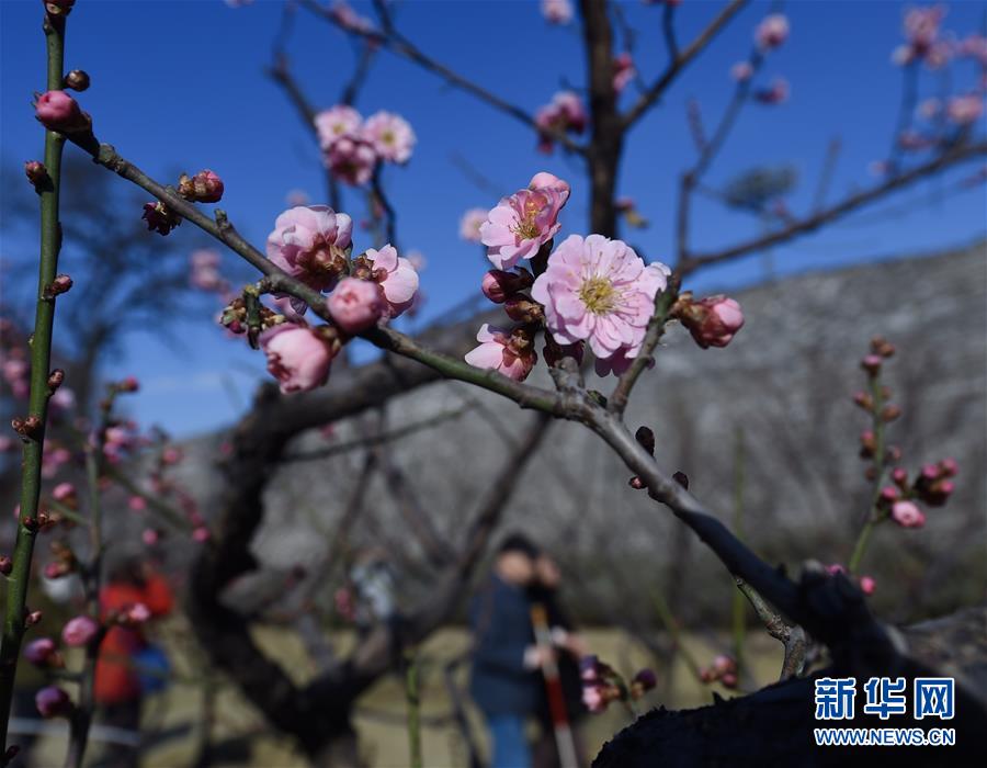 图片默认标题