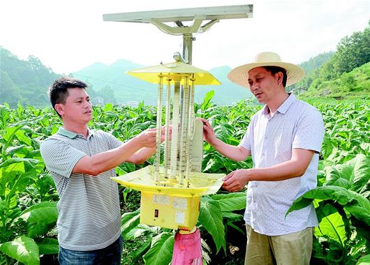 湖北保康：生物防虫 打造生态农业