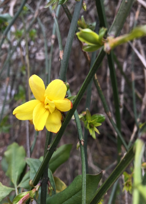 【旅游大文字、图片墙1、2】上海植物园发布3月上旬花讯