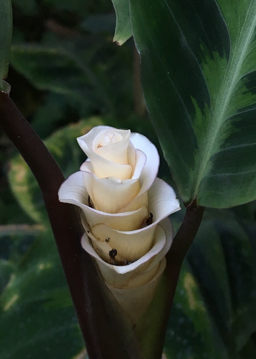 【旅游大文字、图片墙1、2】上海植物园发布3月上旬花讯