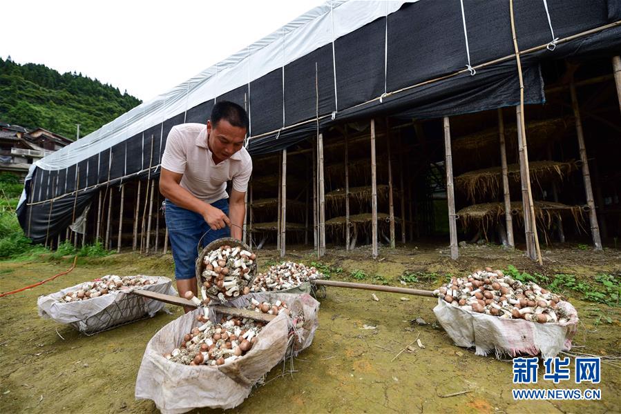 贵州丹寨：大棚菌喜获丰收