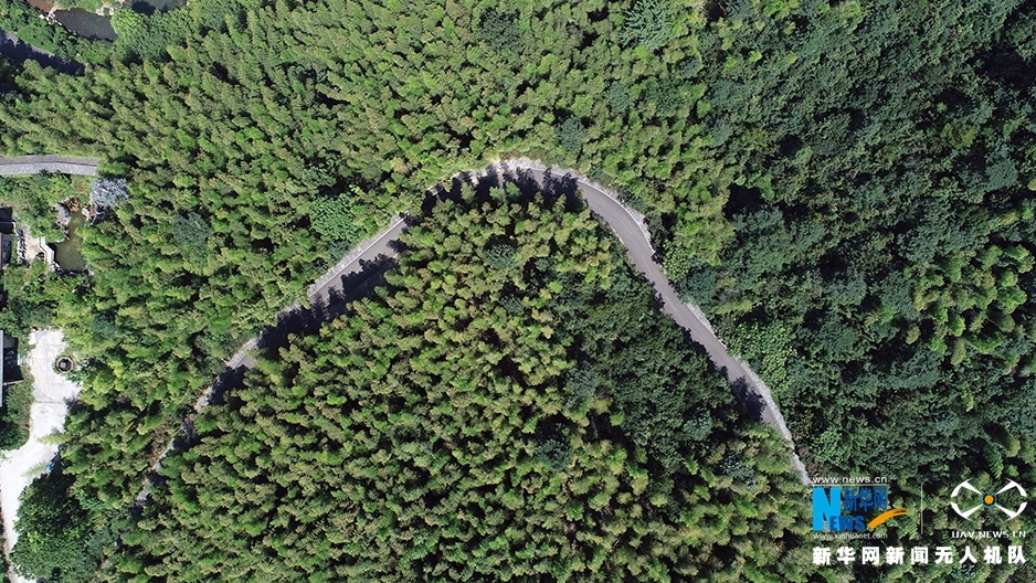 航拍宜兴竹海：夏日当空 绿影铺地