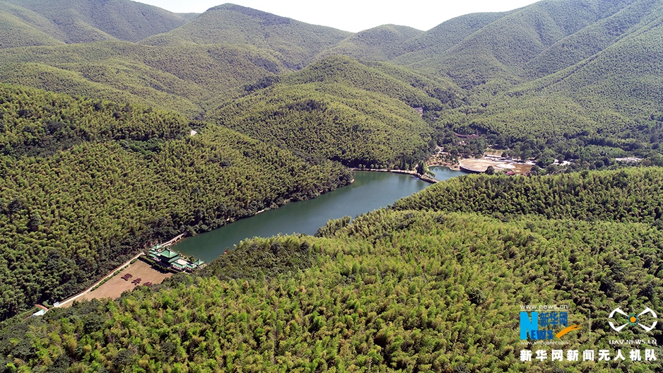 航拍宜兴竹海：夏日当空 绿影铺地