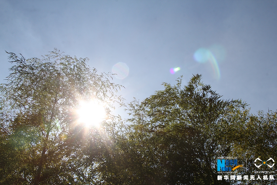 航拍宜兴竹海：夏日当空 绿影铺地