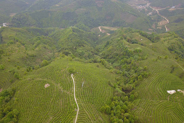 【供稿待审】生态茶乡空中瞰 春意绿脊入画来（新百色 生态立市焦点图）