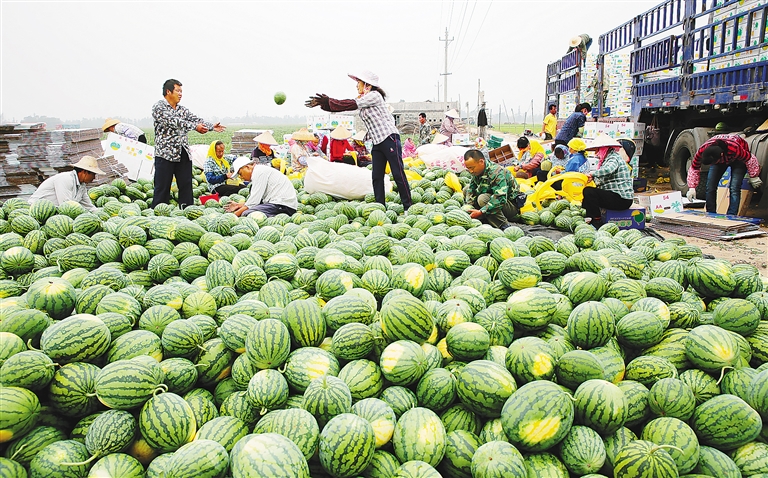 【食品农业图文列表】【即时快讯】东方：新品西瓜受青睐