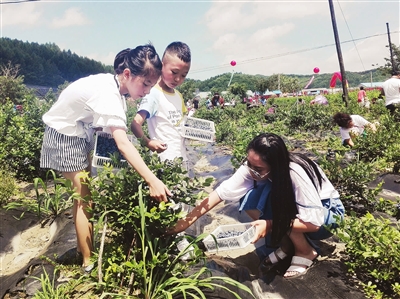 新宾蓝莓采摘节启幕