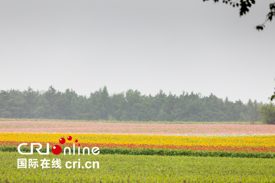 长春莲花山像彩带一样的花海。_fororder_好了，亲爱的网友们，今天的直播就此结束，让我们期待下次活动，再见！