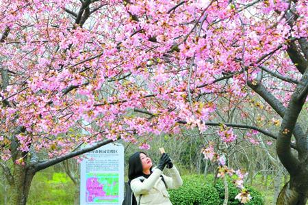 【首页头条2、旅游大文字】沪3座郊野公园2017年建成开放