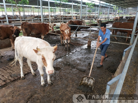 宁明生态肉牛养殖成为脱贫攻坚重要产业