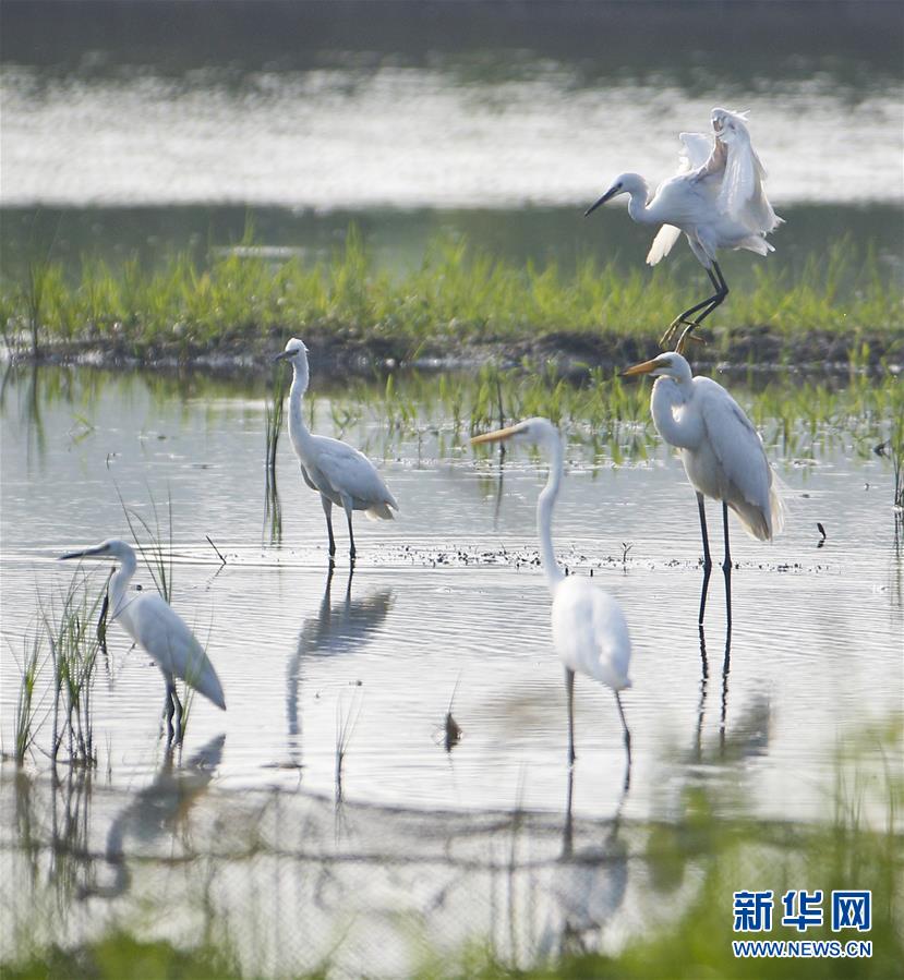 江苏淮安：鹭舞盛夏