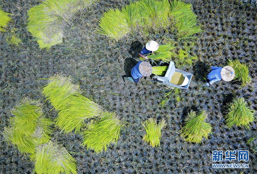 广西柳江：盛夏时节“双抢”忙