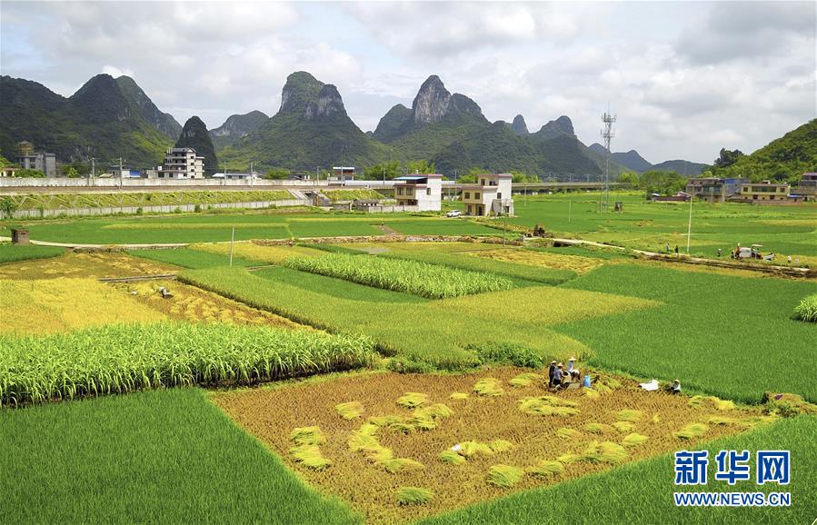 广西柳江：盛夏时节“双抢”忙