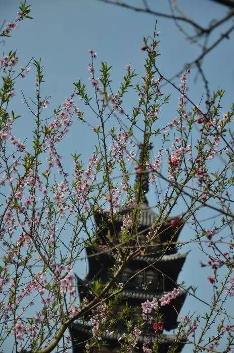 【旅游大文字】方塔园桃花海棠盛开春色满园